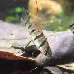 Pentazona Barb, photo 8