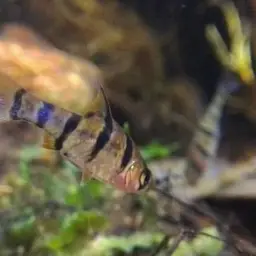 Pentazona Barb, photo 10
