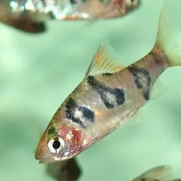 Snakeskin Barb, photo 1
