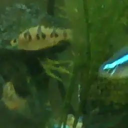 Snakeskin Barb, photo 2