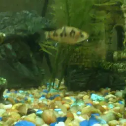 Snakeskin Barb, photo 3