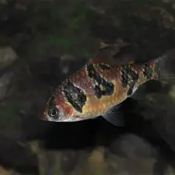 Snakeskin Barb, photo 4