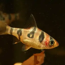 Snakeskin Barb, photo 5