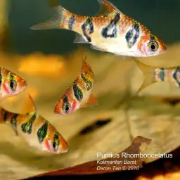 Snakeskin Barb, photo 6