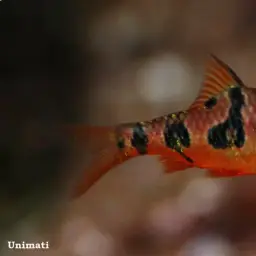 Snakeskin Barb, photo 7