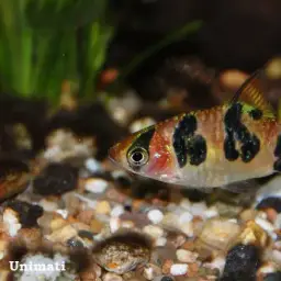 Snakeskin Barb, photo 8