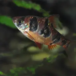 Snakeskin Barb, photo 9