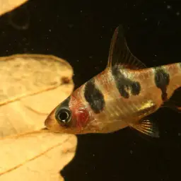 Snakeskin Barb, photo 10