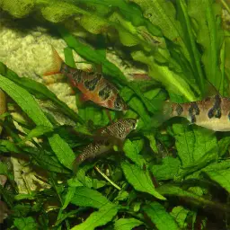 Snakeskin Barb, photo 11