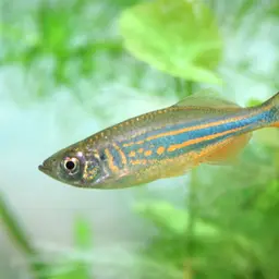 Giant Danio