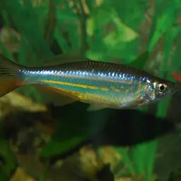 Giant Danio, photo 2