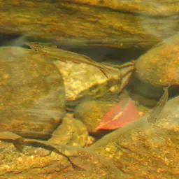 Giant Danio, photo 7