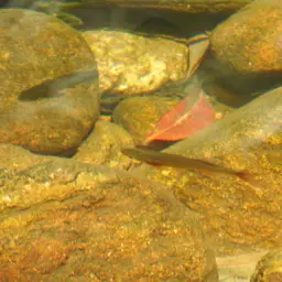 Giant Danio, photo 8
