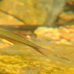 Giant Danio, photo 10