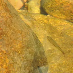 Giant Danio, photo 11