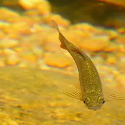 Giant Danio, photo 12