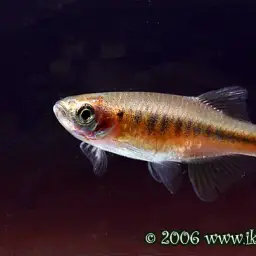 Irrawaddy Danio