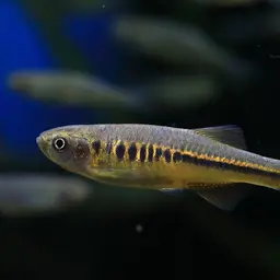 Irrawaddy Danio, photo 2