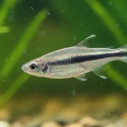 Irrawaddy Danio, photo 3