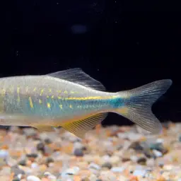 Bengal Danio