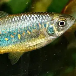 Bengal Danio, photo 2