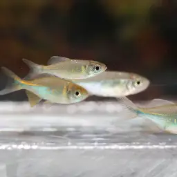 Bengal Danio, photo 3