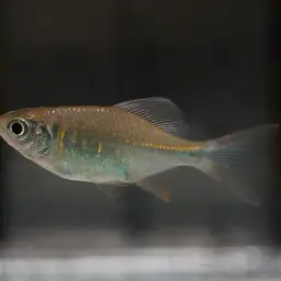 Bengal Danio, photo 4