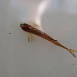 Bengal Danio, photo 5