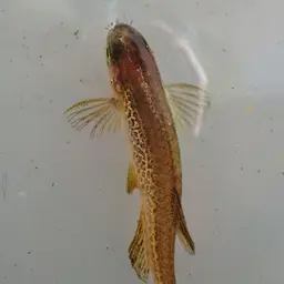 Bengal Danio, photo 6