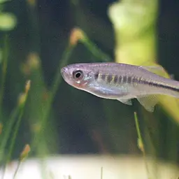 Fire Bar Danio
