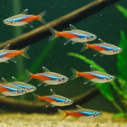 Fire Bar Danio, photo 2