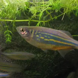 Giant Danio, photo 1