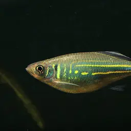 Giant Danio, photo 2