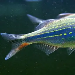 Giant Danio, photo 3