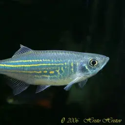 Giant Danio, photo 4