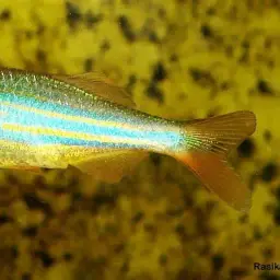 Giant Danio, photo 5