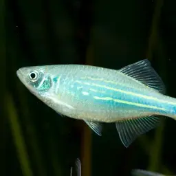 Giant Danio, photo 6