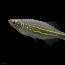 Giant Danio, photo 7