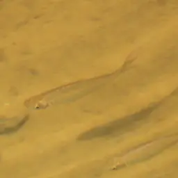 Giant Danio, photo 8