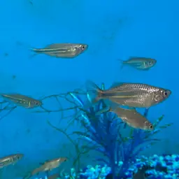 Giant Danio, photo 9