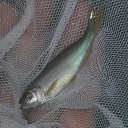 Giant Danio, photo 10