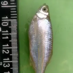 Giant Danio, photo 11