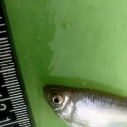 Giant Danio, photo 12