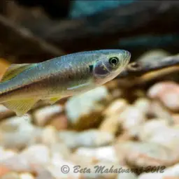 Nilgiri Danio, photo 2