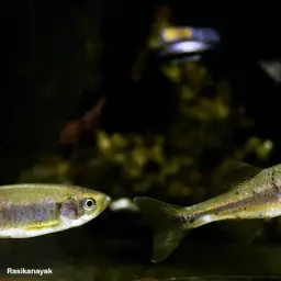 Nilgiri Danio, photo 4