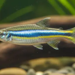 Nilgiri Danio