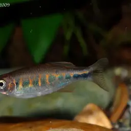 Barred Danio