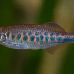 Barred Danio, photo 2