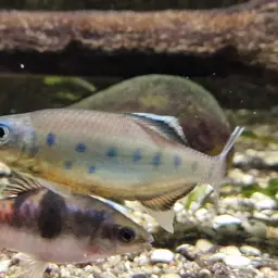 Barred Danio, photo 3