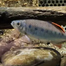 Barred Danio, photo 5